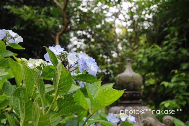 (08/6/24  7/4)自宅庭にて≪初夏の花≫５