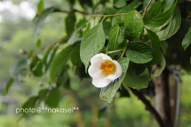 (08/6/24  7/4)自宅庭にて≪初夏の花≫６