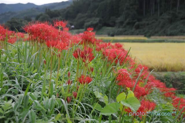 那須蓑沢「彼岸花の里」曼珠沙華　（まんじゅしゃげ）　百景 (1)
