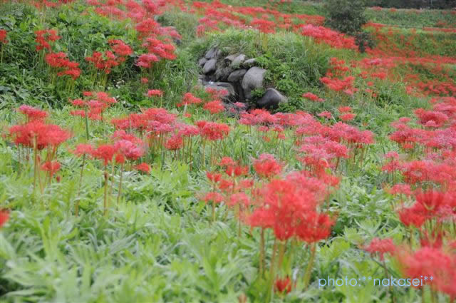 那須蓑沢「彼岸花の里」曼珠沙華　（まんじゅしゃげ）　百景 (2)