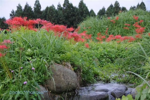 那須蓑沢「彼岸花の里」曼珠沙華　（まんじゅしゃげ）　百景 (3)