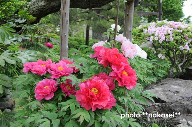 09 5.2-6 8.11 那須三十三所観音霊場巡(21)