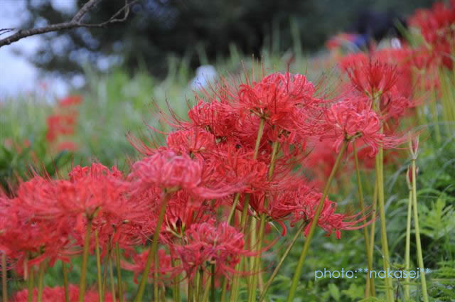 那須蓑沢「彼岸花の里」曼珠沙華　（まんじゅしゃげ）　百景 (4)