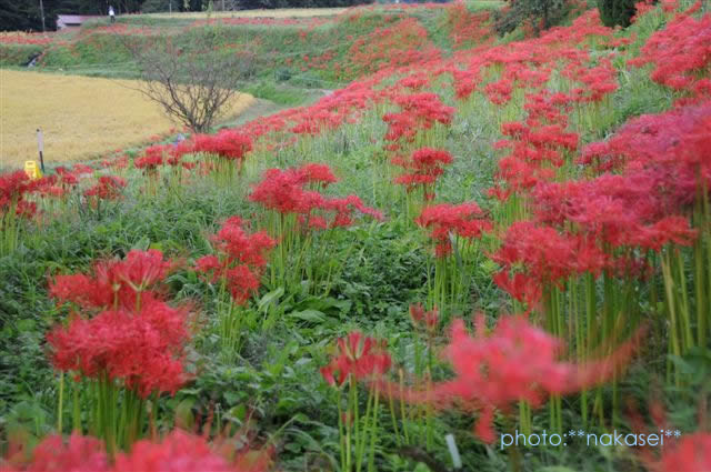 那須蓑沢「彼岸花の里」曼珠沙華　（まんじゅしゃげ）　百景 (5)