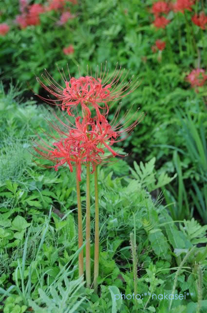 那須蓑沢「彼岸花の里」曼珠沙華　（まんじゅしゃげ）　百景 (6)