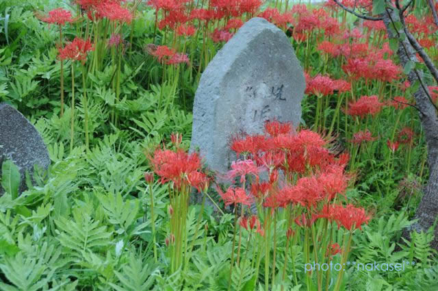 那須蓑沢「彼岸花の里」曼珠沙華　（まんじゅしゃげ）　百景 (7)
