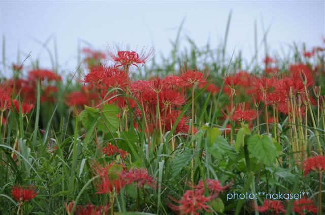 那須蓑沢「彼岸花の里」曼珠沙華　（まんじゅしゃげ）　百景 (8)