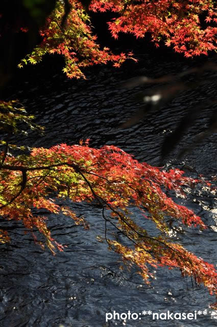 2009 11 15 雲巌寺 栃木県黒羽(5)