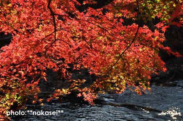 2009 11 15 雲巌寺 栃木県黒羽(6)
