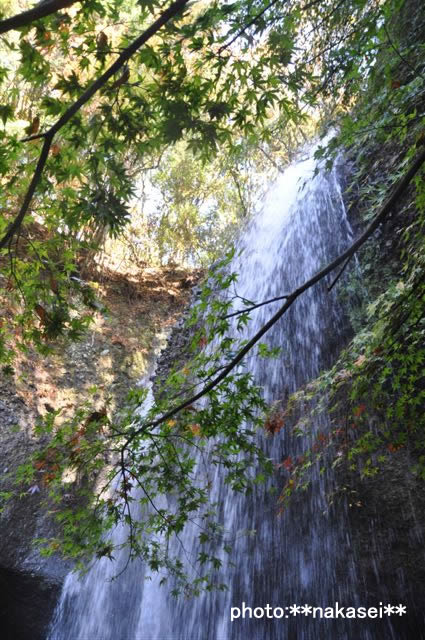 2009 11 15 月見の滝(4)