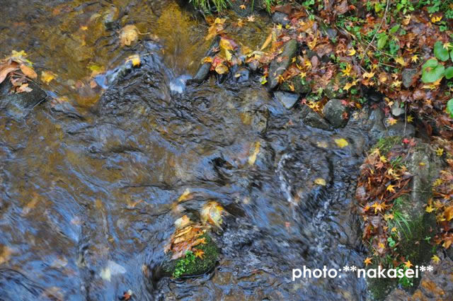 2009 11 15 雲巌寺 栃木県黒羽(8)