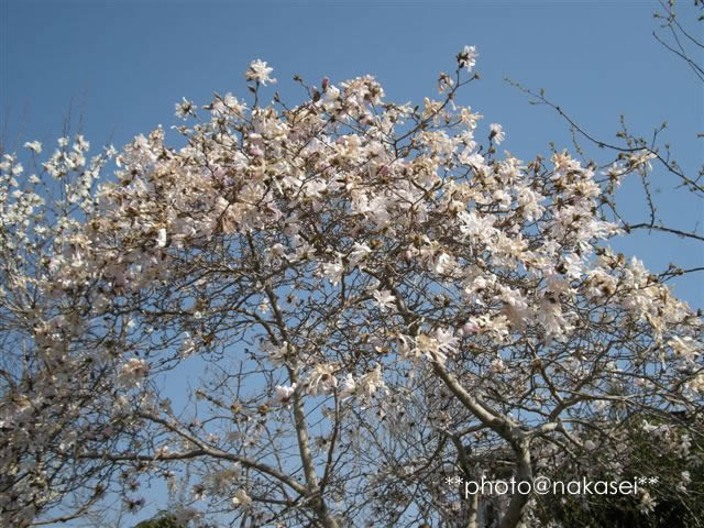 2009 4/22 自宅庭にて「春爛漫１」