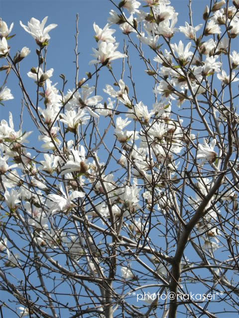 2009 4/22 自宅庭にて「春爛漫２」