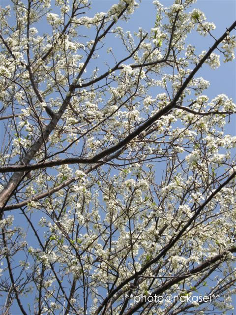 2009 4/22 自宅庭にて「春爛漫３」