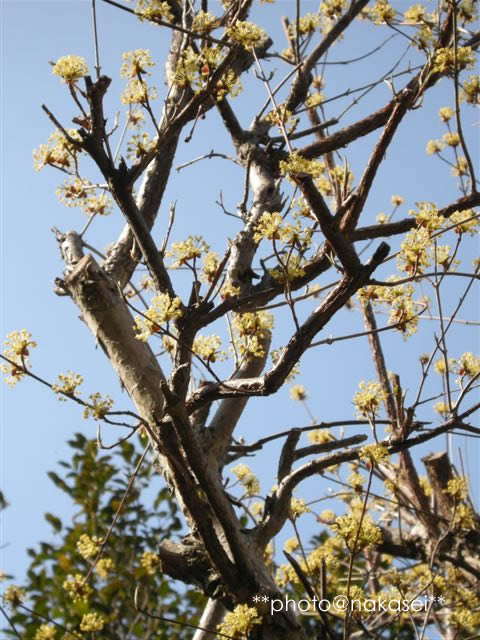 2009 4/22 自宅庭にて「春爛漫４」