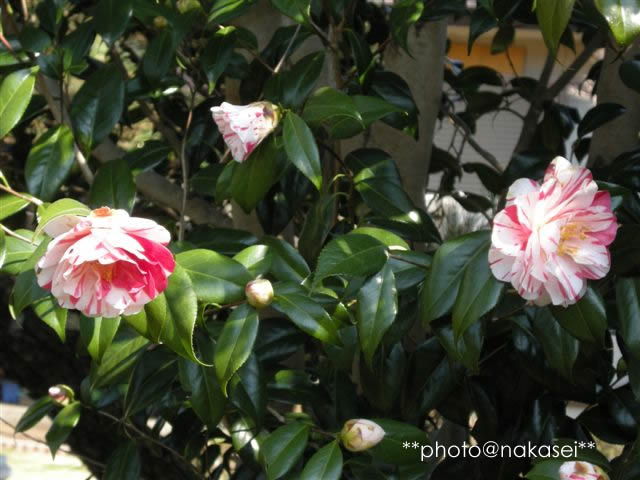 2009 4/22 自宅庭にて「春爛漫５」