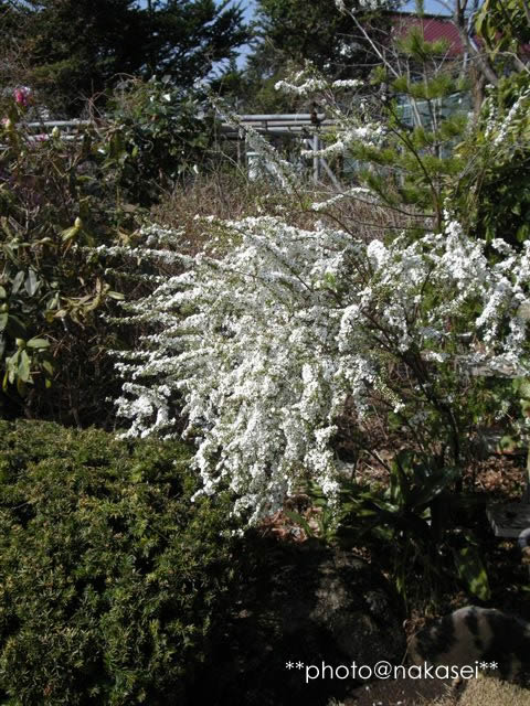 2009 4/22 自宅庭にて「春爛漫６」