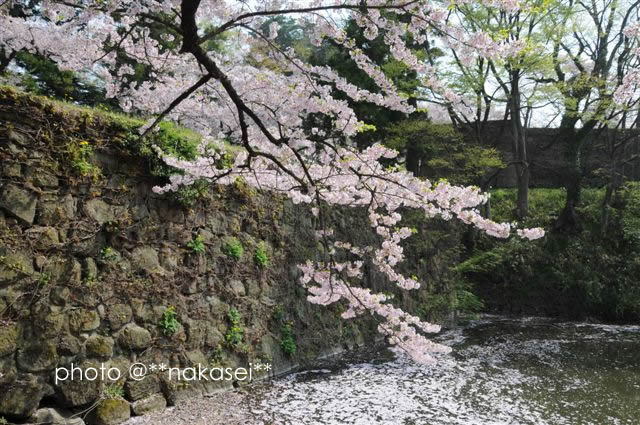 2008/4/23 会津白虎隊の鶴ヶ城と桜(1)