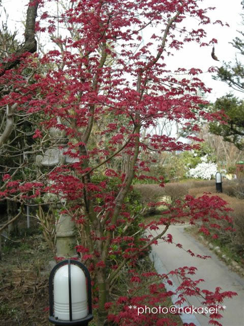 2009 4/22 自宅庭にて「春爛漫７」