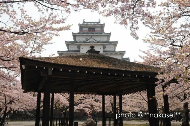 2008/4/23 会津白虎隊の鶴ヶ城と桜(2)