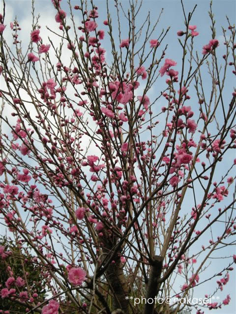 2009 4/22 自宅庭にて「春爛漫８」