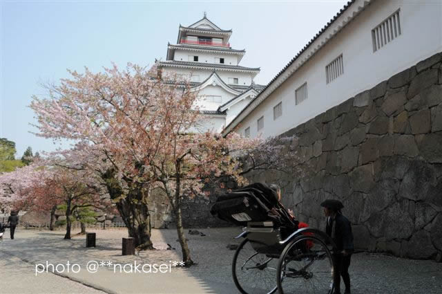 2008/4/23 会津白虎隊の鶴ヶ城と桜(3)