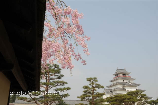 2008/4/23 会津白虎隊の鶴ヶ城と桜(4)
