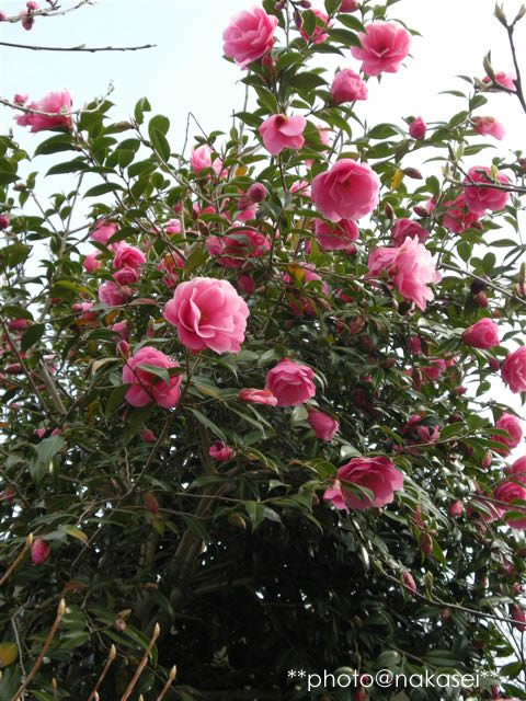 2009 4/22 自宅庭にて「春爛漫９」