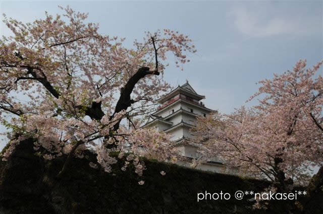 2008/4/23 会津白虎隊の鶴ヶ城と桜(5)