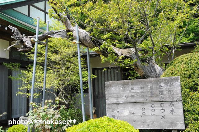 2009/5/2-6 8/11 那須三十三所観音霊場巡り(７)