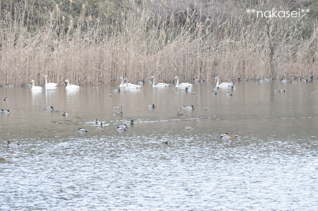 2010.2 大田原、羽田沼（はんだぬま）『冬の使者』白鳥群（１）
