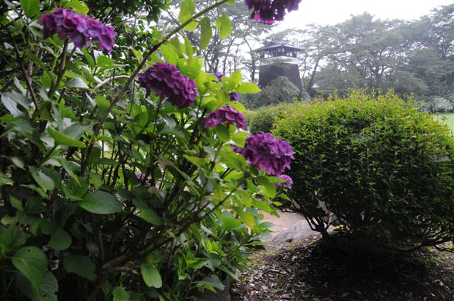 08/7/8 芭蕉の里「くろばね紫陽花」　黒羽城址公園にて(1)　