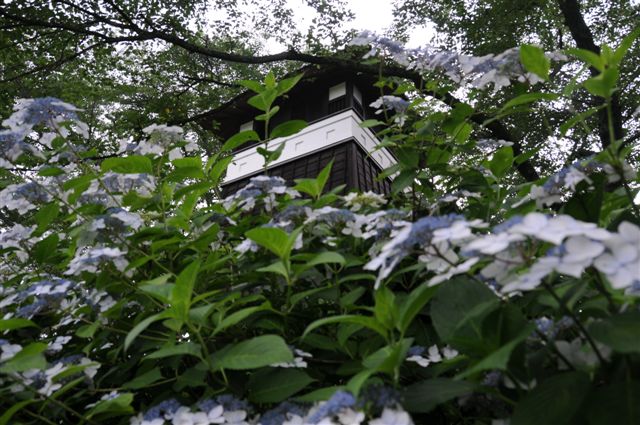 08/7/8 芭蕉の里「くろばね紫陽花」　黒羽城址公園にて(2)　