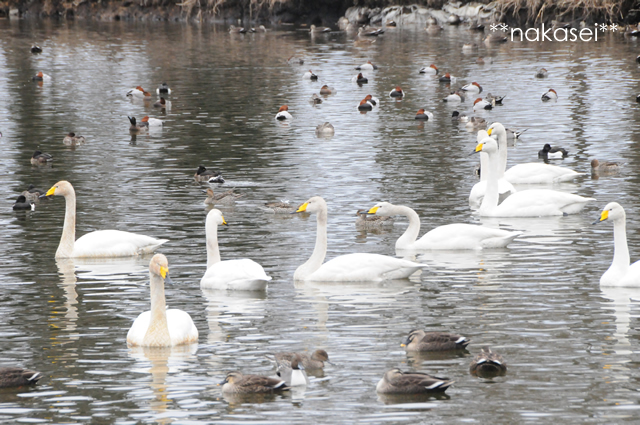2010.2 大田原、羽田沼（はんだぬま）『冬の使者』白鳥群（２）