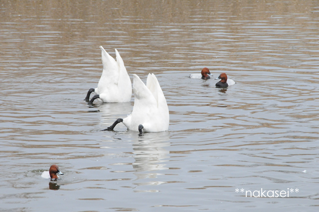 2010.2 大田原、羽田沼（はんだぬま）『冬の使者』白鳥群（３）