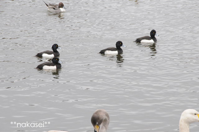 2010.2 大田原、羽田沼（はんだぬま）『冬の使者』白鳥群（４）