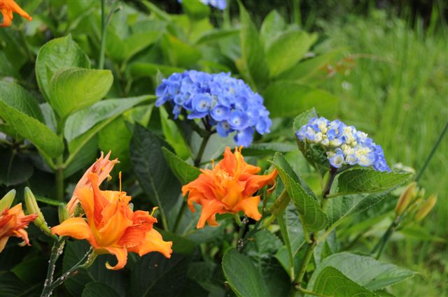 08/7/8 芭蕉の里「くろばね紫陽花」　黒羽城址公園にて(4)　