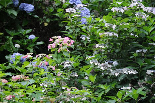 08/7/8 芭蕉の里「くろばね紫陽花」　黒羽城址公園にて(5)　