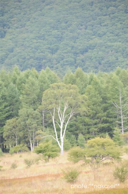 中秋の奥日光～貴婦人アツプ～