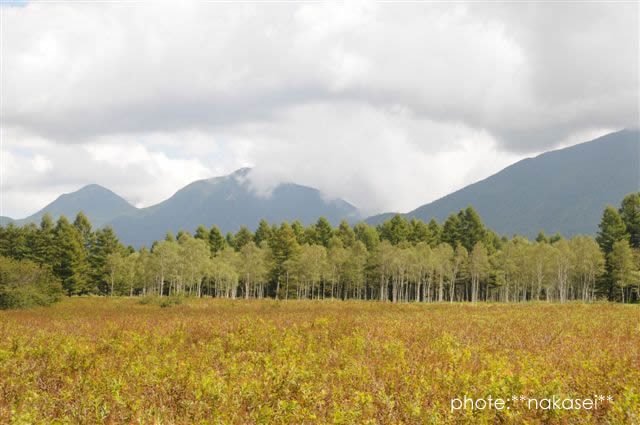 中秋の奥日光～小田代ケ原と白樺群生～
