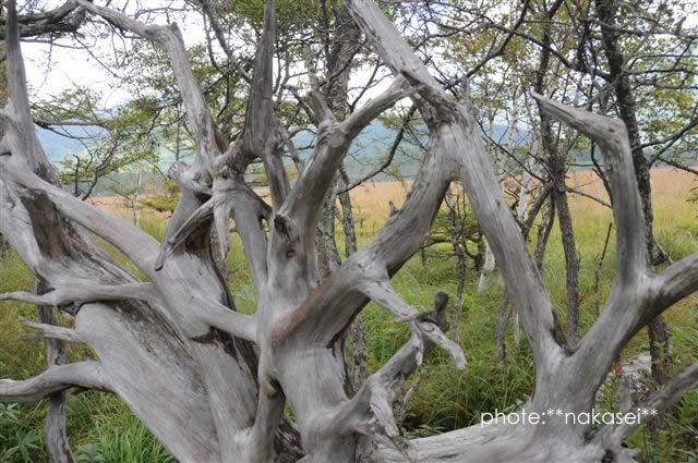 中秋の奥日光～厳寒に耐えたオブジェ～