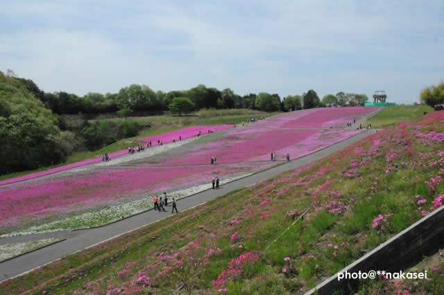 2011.5.９ 市貝町芝公園（１）