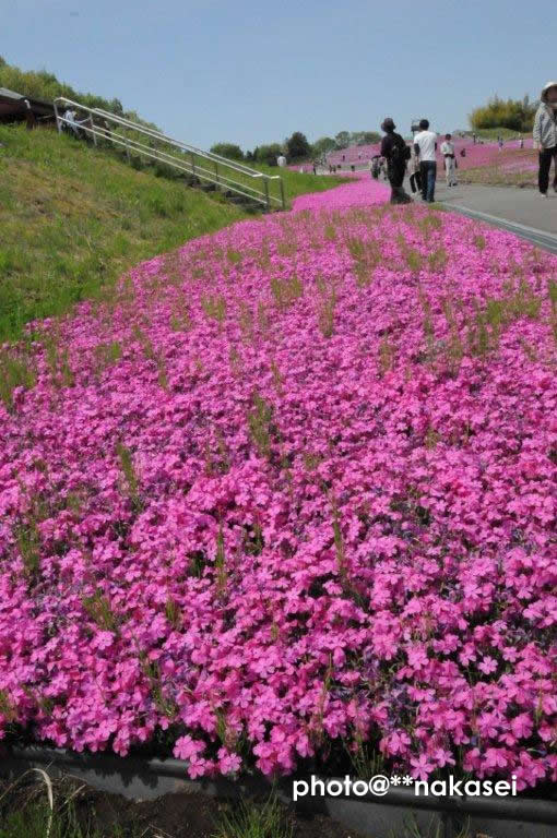 2011.5.９ 市貝町芝公園（２）