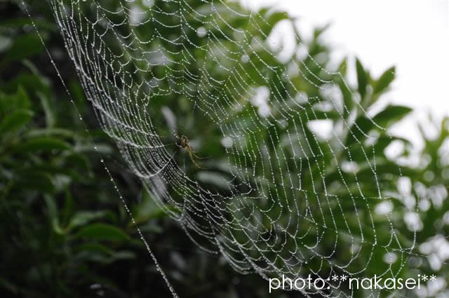 珍来者と花たち：自宅庭にて（１）