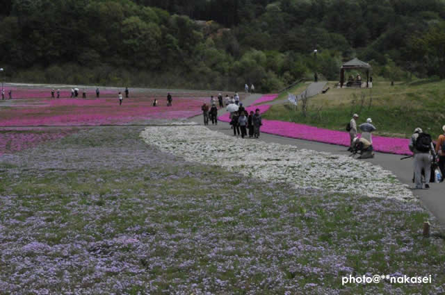 2011.5.９ 市貝町芝公園（３）