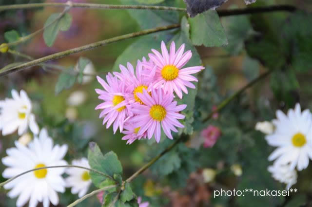 寒さに負けず咲く花　10・29撮影 (1)