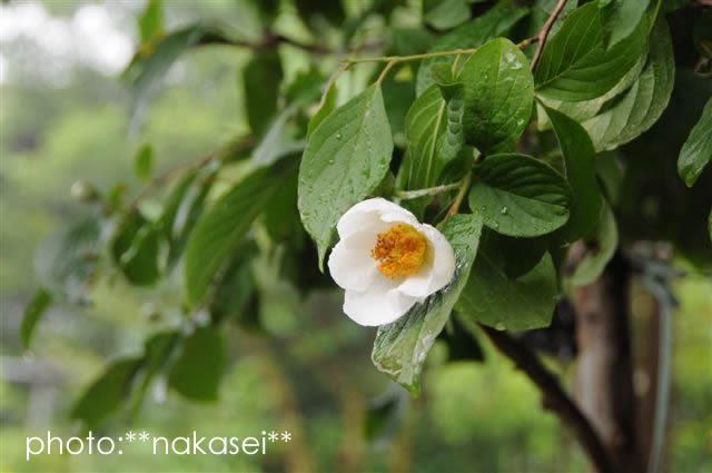 珍来者と花たち：自宅庭にて（２）