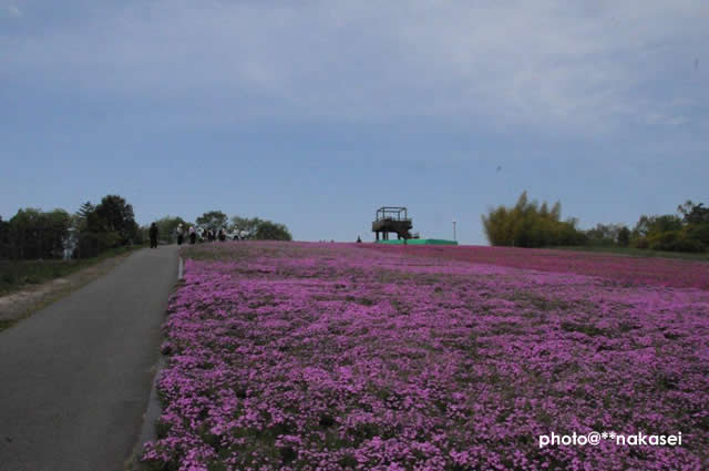 2011.5.９ 市貝町芝公園（４）