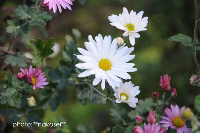 寒さに負けず咲く花　10・29撮影 (2)