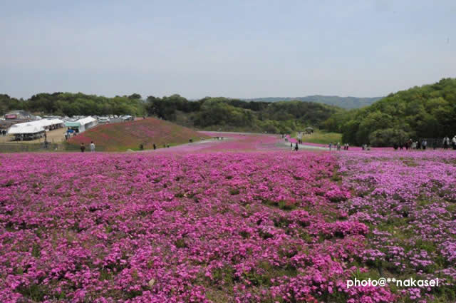 2011.5.９ 市貝町芝公園（５）